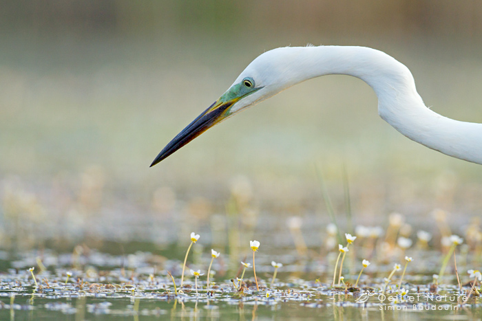 grande-aigrette-2012_web