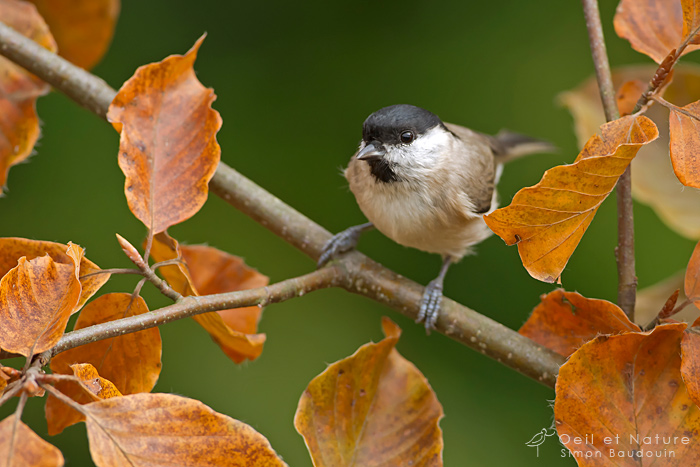 mesange-nonnette_web