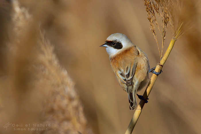 rémiz penduline