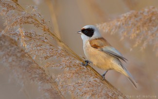 rémiz penduline