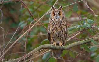 hiboux-moyen-duc_S-Baudouin