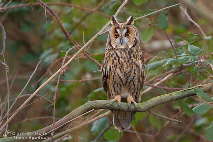 hiboux-moyen-duc_S-Baudouin