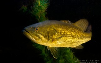 black-bass3-S_Baudouin
