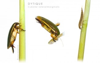 dytique-S-Baudouin-web