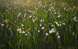 niveole2013_S Baudouin