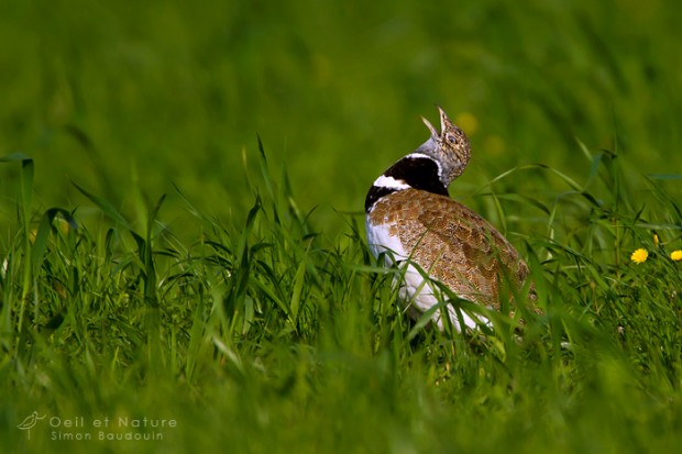 Outarde-6-S-Baudouin