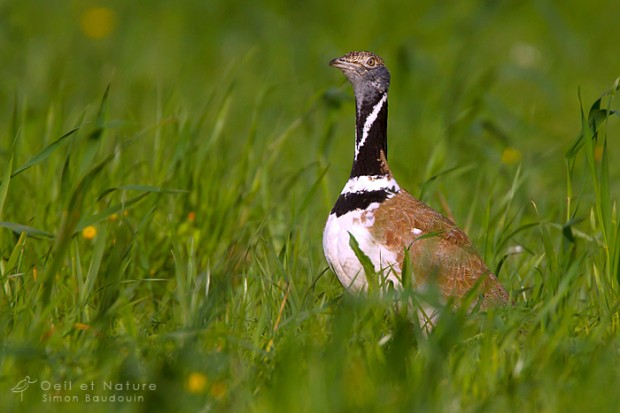 outarde-7-S-Baudouin-web