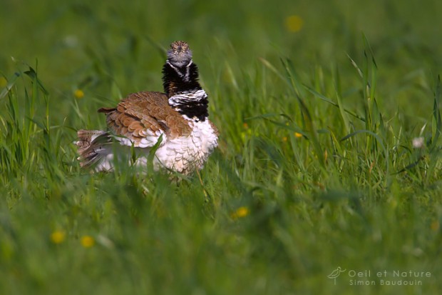 outarde_S-BAUDOUIN-web