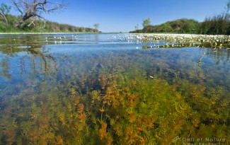 Characee-camargue