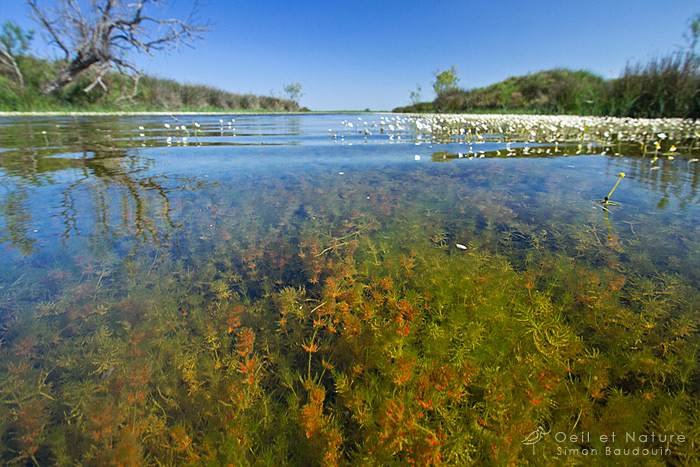 Characee-camargue