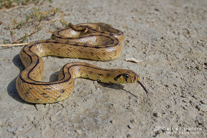couleuvre-a-echelons_S-Baudouin