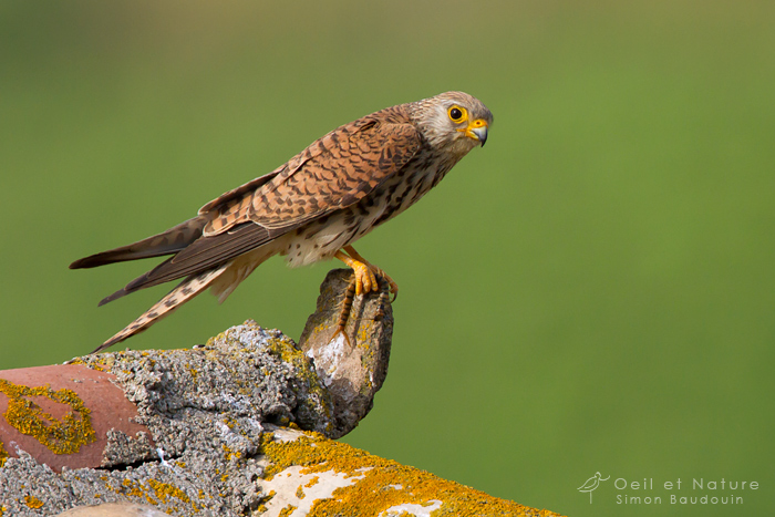 faucon-crecerellette2_web