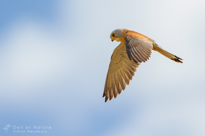 faucon-crecerellette3-web