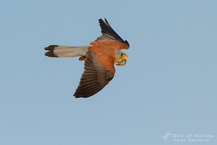 faucon-crecerellette_web