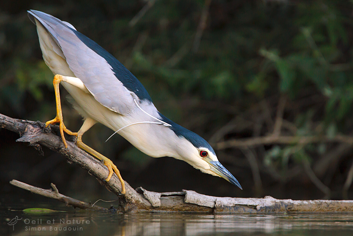 heron-bihoreau-web_S-Baudouin