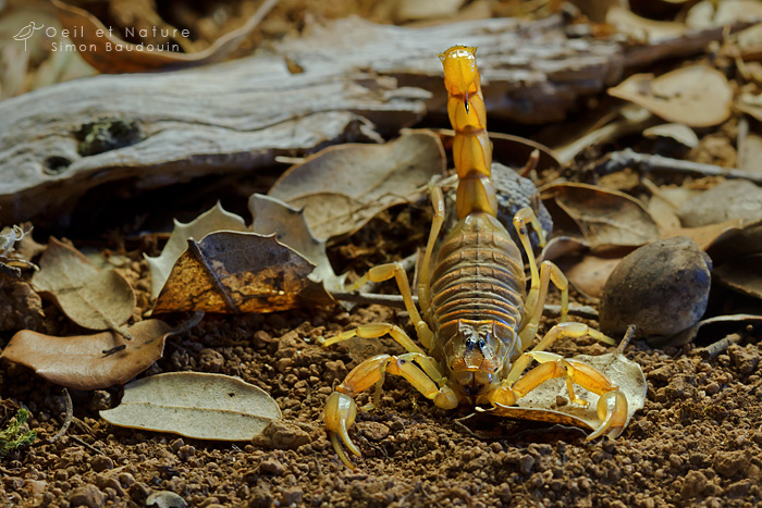 Buthus-occitanus1_web