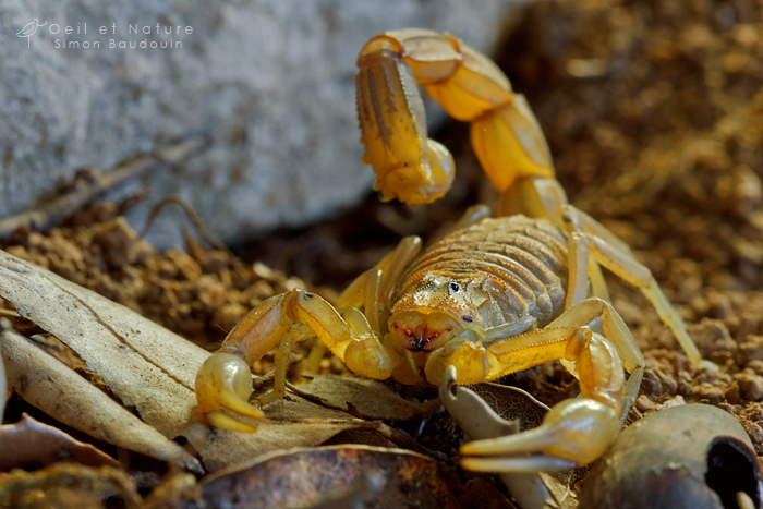 Buthus-occitanus2_web