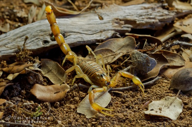 Buthus-occitanus3_web