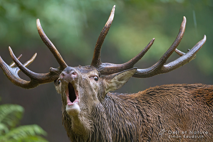 cerf1_S-Baudouin_web