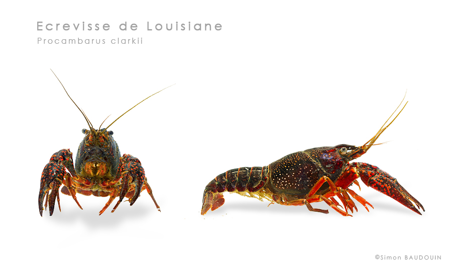 ecrevisse-louisiane-S-Baudouin-web