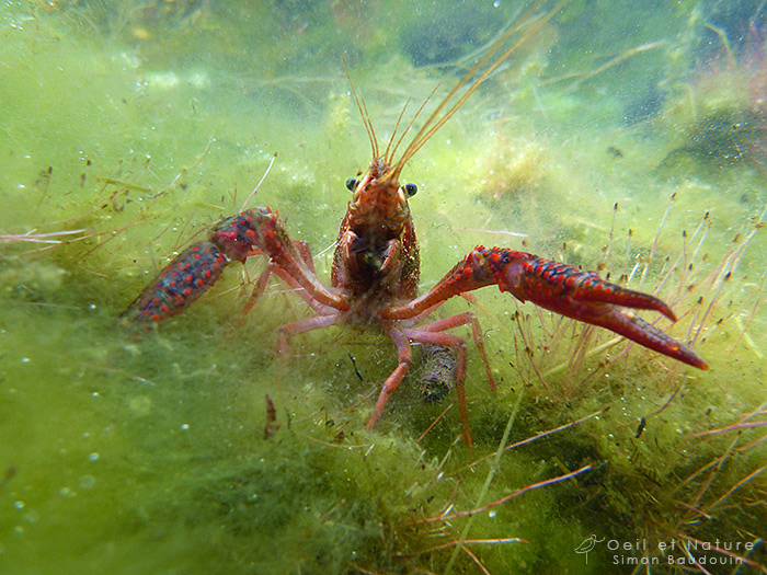 ecrevisse_S-Baudouin
